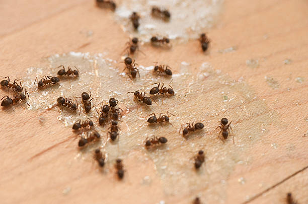 Trusted Oak Grove, SC Pest Control Experts