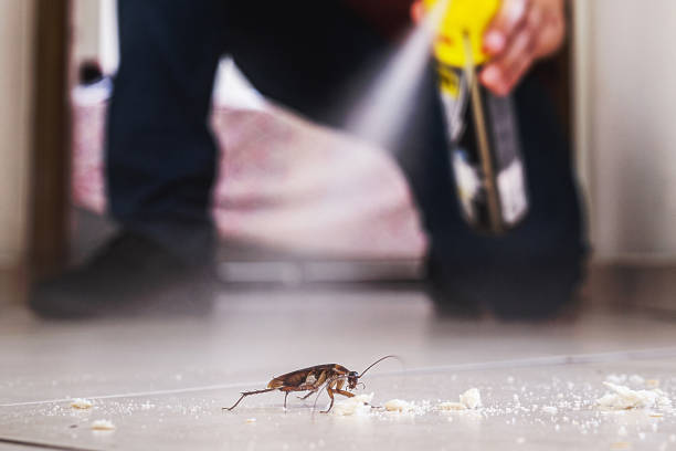 Best Local Pest Control Services  in Oak Grove, SC