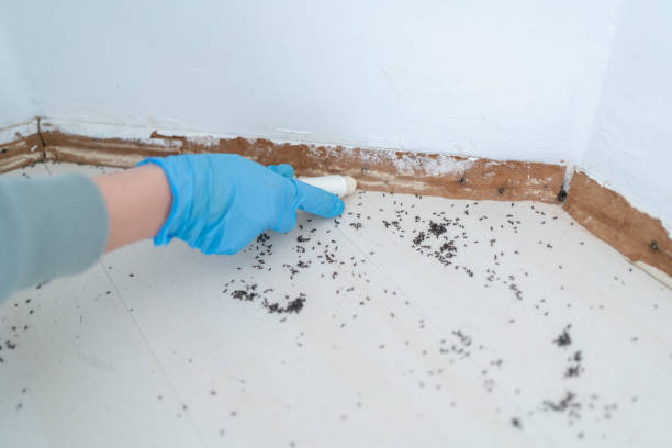 Best Emergency Pest Control  in Oak Grove, SC
